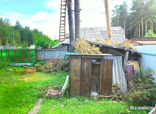 Пенсионер построил себе дом на вершинах сосен (6 фото)