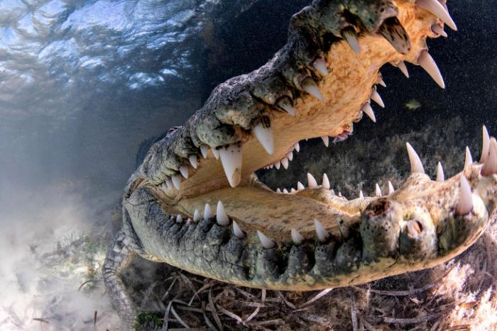Плавание с крокодилом (11 фото)