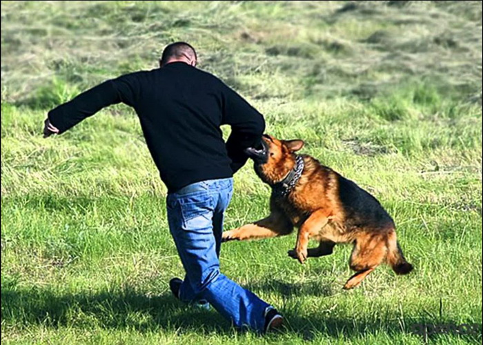 Как вести себя при нападении собаки (6 фото)