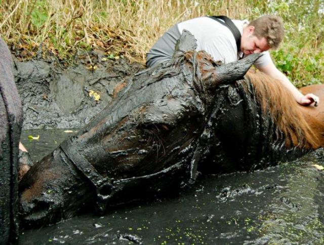 Трогательная история о спасении лошади (7 фото)
