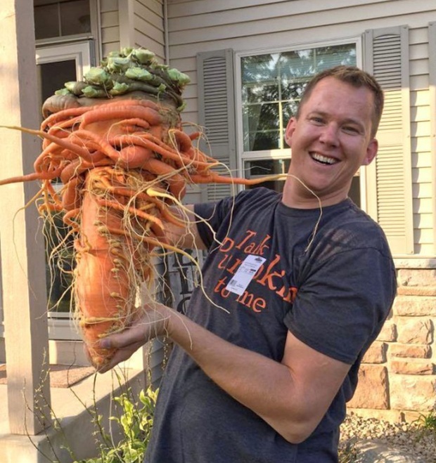 Морковь, которая попала в книгу рекордов Гиннесса (3 фото)