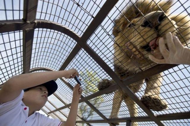 Safari Lion Zoo: заопарк, в котором все наоборот (14 фото)