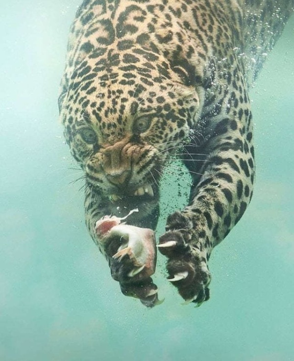 Фотожабы на леопарда, нырнувшего в воду (10 фото)