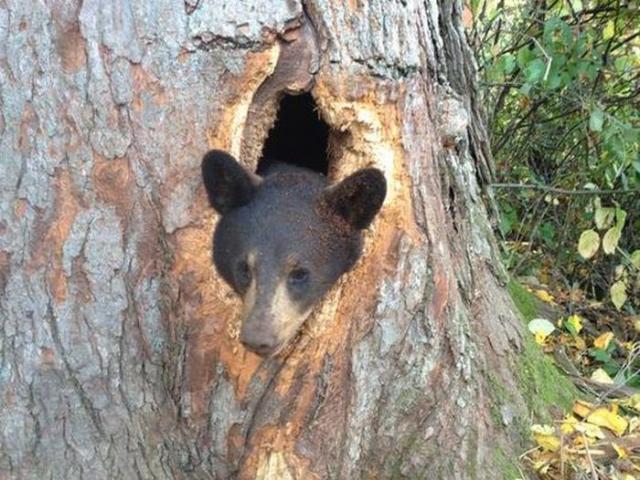 Спасение застрявшего в дереве медведя (2 фото)