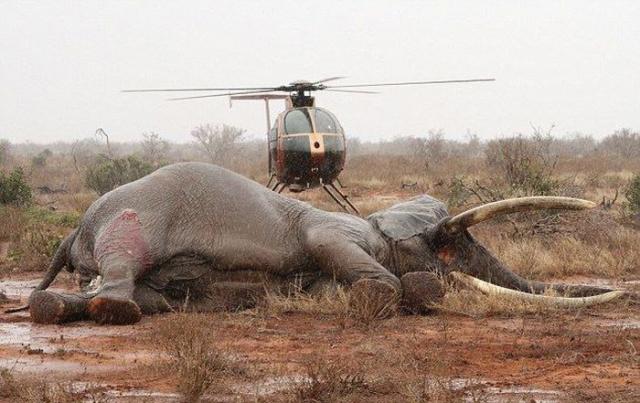 Спасение слона, раненного браконьерами (7 фото)