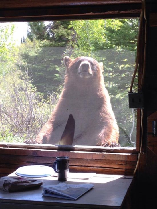 Медведь забрался в дом к туристке (6 фото)