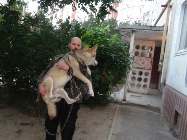 Житель Волгограда держит настоящего волка в качестве питомца (6 фото)