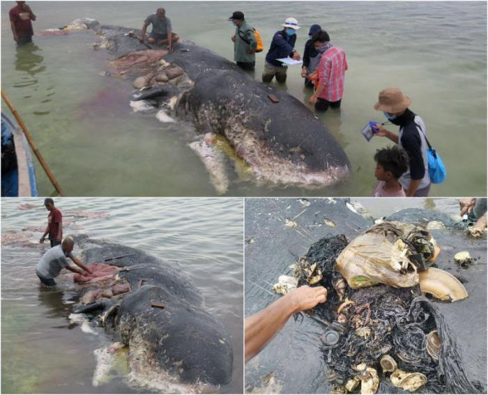 Возле берега в Индонезии обнаружили тушу кита (6 фото)