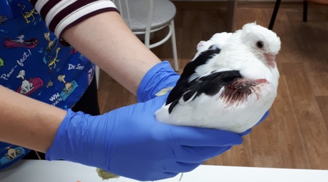 Раненый голубь в Омске самостоятельно пришел в клинику (3 фото)