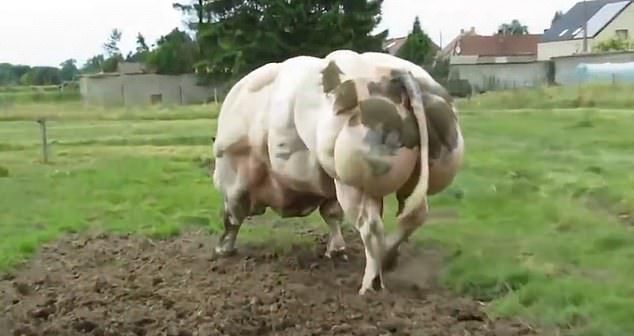 Огромный мускулистый бык с генетической мутацией (4 фото)