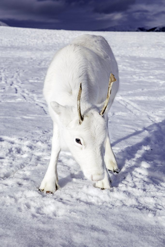 В горах Норвегии фотограф увидел на почти мифическое существо (3 фото)