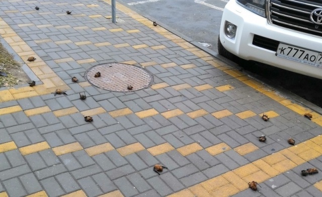 В Ростове на тротуаре обнаружили десятки летучих мышей (3 фото)