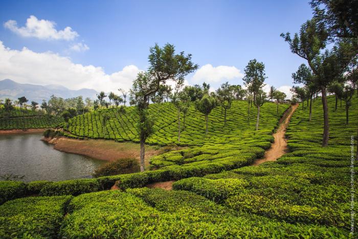 Красота индийских чайных плантаций (25 фото)