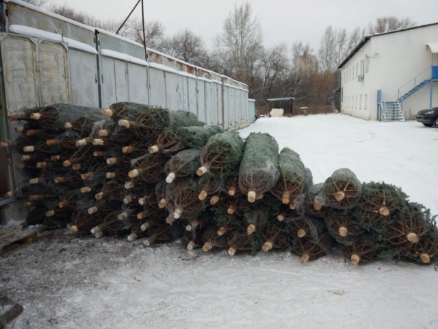 Житель Урала закупил новогодние ёлки на 1,5 миллиона (6 фото)
