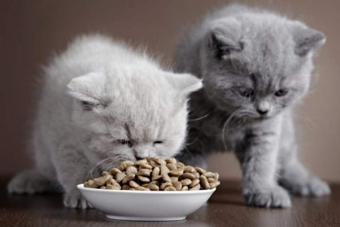 Как правильно выбрать кошачий корм (4 фото)