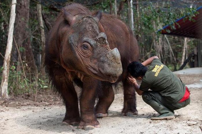 Суматранский носорог численность которого на Земле 275 особей (3 фото)