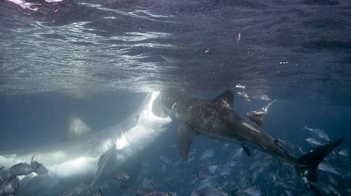 Большая белая акула проучила сородича (4 фото)