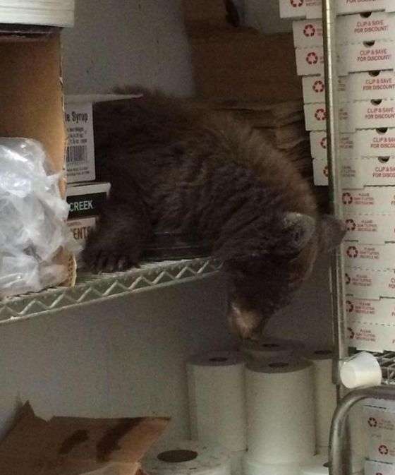 Медвежонок уснул в кухне ресторана (4 фото)