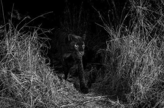 В Африке за 100 лет в объектив камеры попал черный леопард (6 фото)