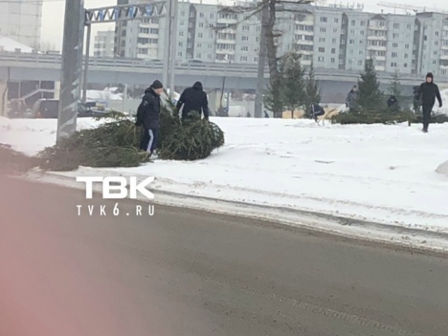 Как в Красноярске "озеленяли" город срубленными деревьями (5 фото)