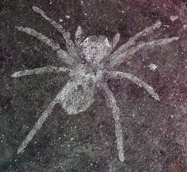 Ученые обнаружили пауков возрастом 110 млн лет (2 фото)