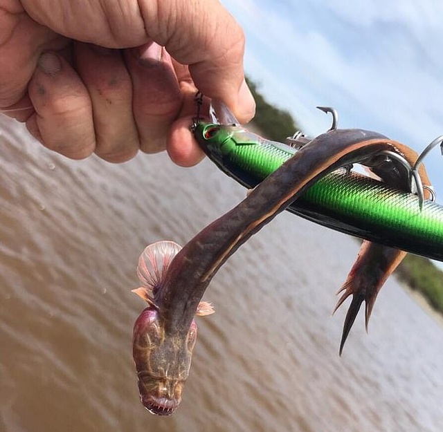 Рыбак из Австралии сфотографировал свой необычный "улов" (2 фото)
