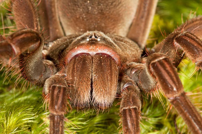 Самый большой паук в мире (12 фото)