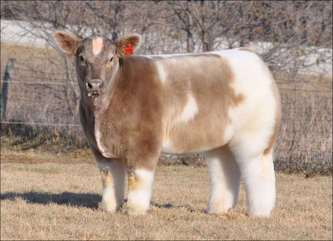 Плюшевые коровы на ферме Айовы (9 фото)