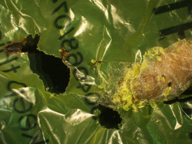Обнаружили червей, которые могут переваривать пластик (5 фото)