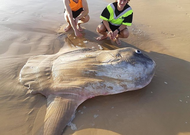 Рыбаки из Австралии обнаружили редкую рыбу-солнце (3 фото)