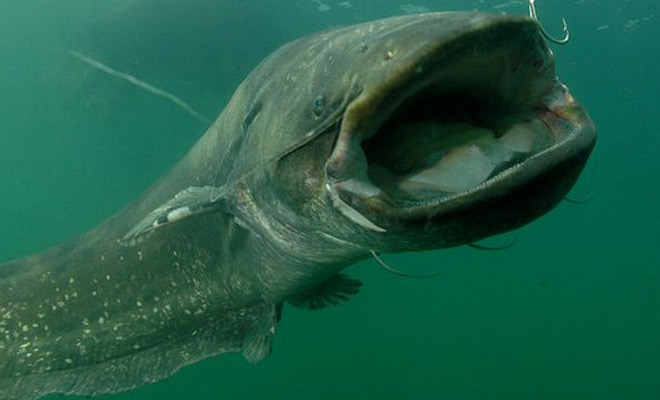 Рыбы из чернобыльского пруда (2 фото)