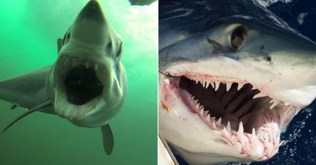 Останки огромной акулы удивили австралийского рыбака (3 фото)