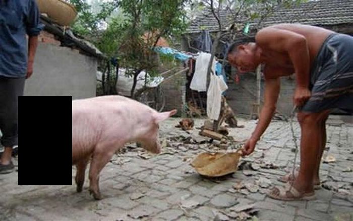 Знаменитая китайская свинья с двумя ногами (3 фото)