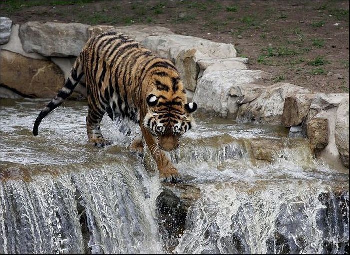 Тигр спасается от жары (4 фото)