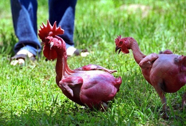 Израильский генетик вывел породу кур без перьев (5 фото)
