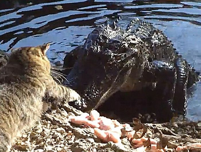 Кот против крокодила (3 фото)