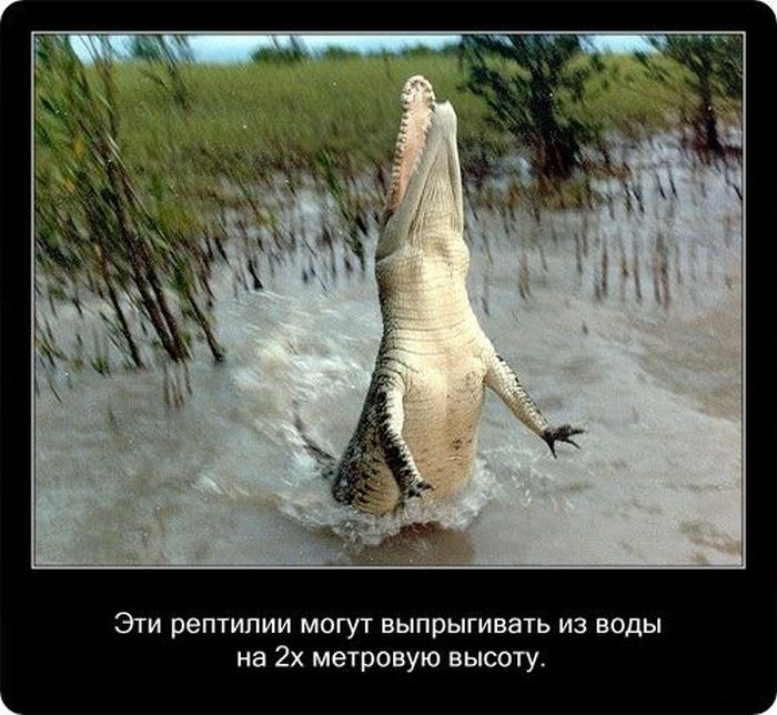 Факты о крокодилах и их среде обитания (20 фото) 