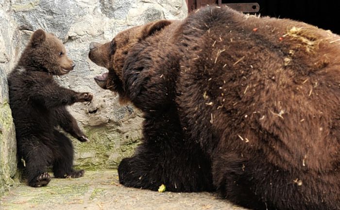 Медвежье воспитание (4 фото) 