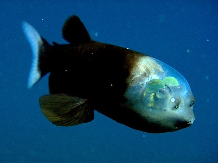 Рыбка с прозрачной головой (5 фото) 