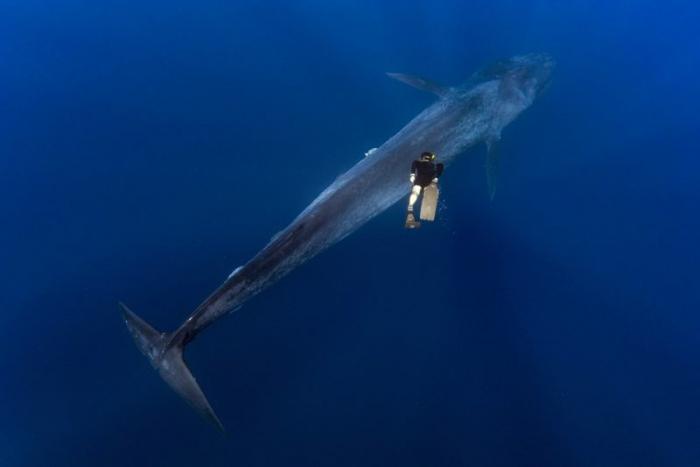 Дайвер из Таиланда сфотографировался с огромным синим китом (7 фото)