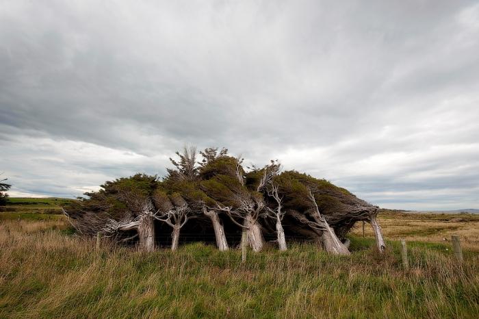 Наклонные деревья в Новой Зеландии (13 фото)  