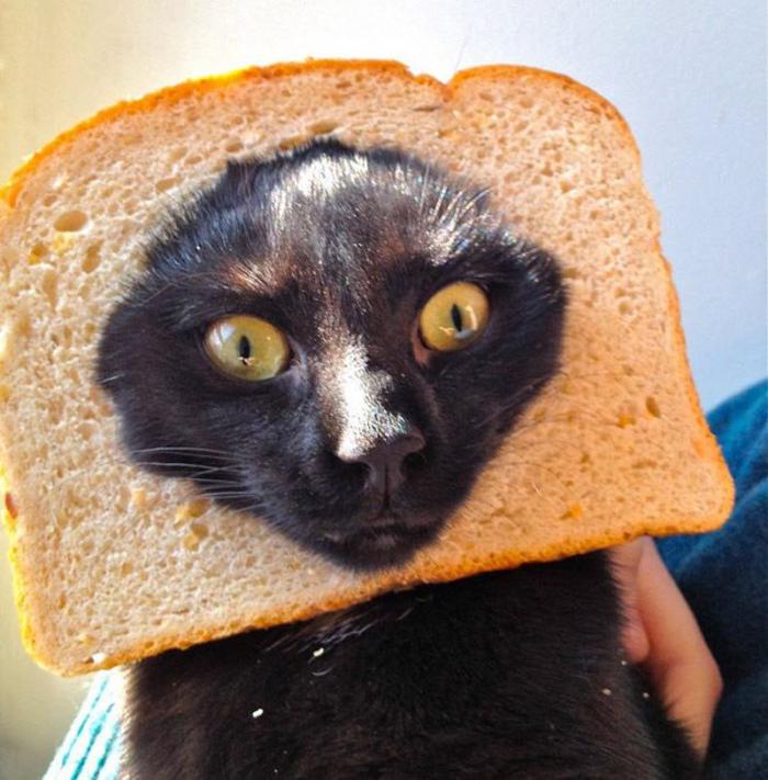Бутерброд со своим котом (21 фото)