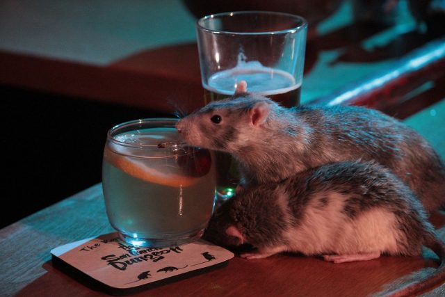 В Сан-Франциско открылся "крысиный" бар (2 фото)