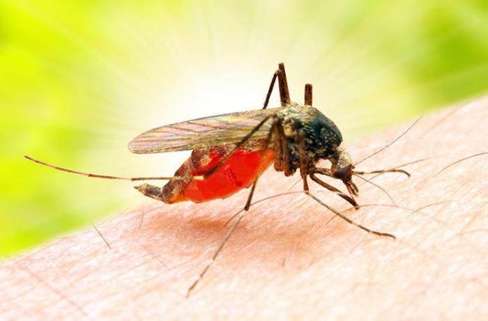 Любопытные факты о комарах (3 фото) 