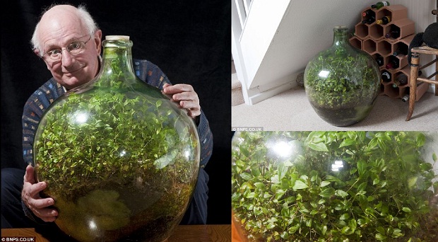 Растение, которое уже 40 лет живет в закупоренной бутылке (4 фото)