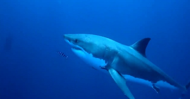 Девушка прокатилась на акуле-людоеде на Гавайях (7 фото)