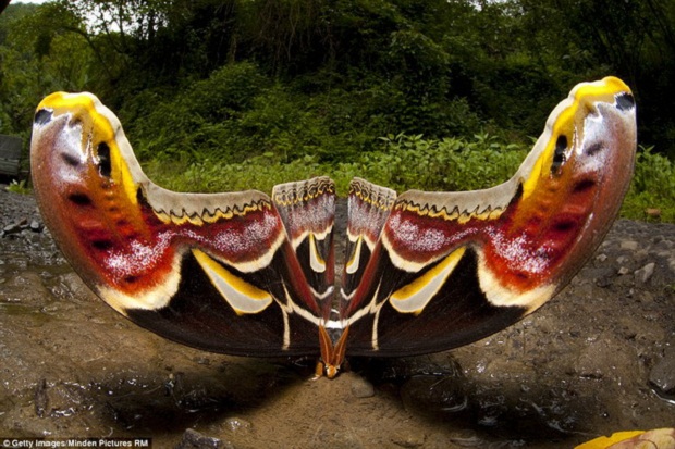 Самая большая в мире бабочка живет в Гималаях (12 фото)