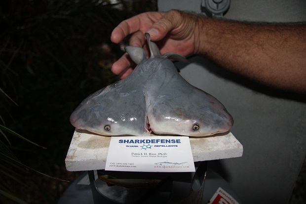 Ученые обнаружили акулу с двумя головами (2 фото)