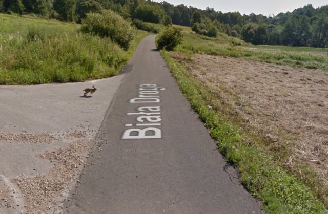 В Польше машина Google maps сбила кролика (3 фото)