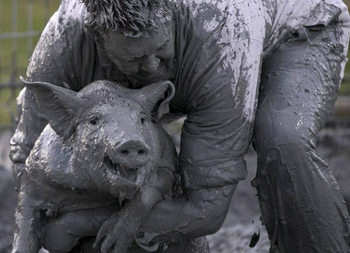 Как прошел свинский фестиваль в Квебеке (17 фото)
